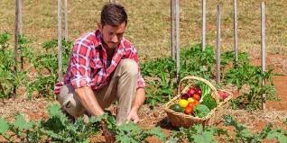 Hombre de rodillas en campo con frutas haciendo agricultura orgánica en México